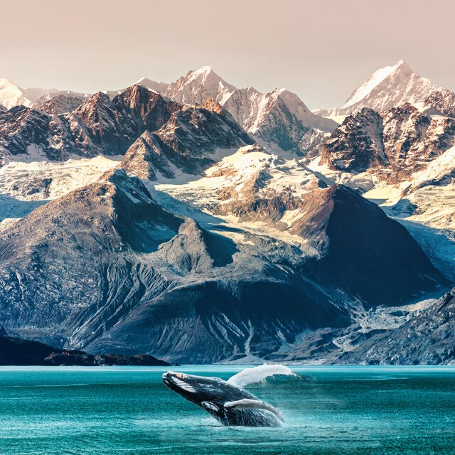 Whale breaching with glaciers in the background. Click to book a 14-day voyage of the glaciers grand adventure roundtrip vancouver cruise.