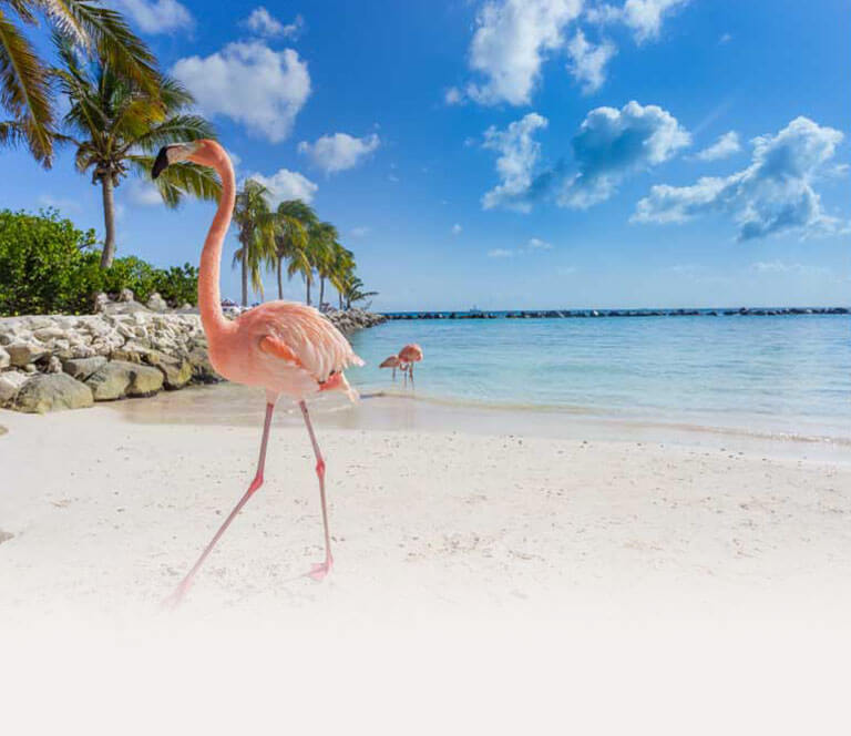 Bright pink flamingos walking on white sandy beach.