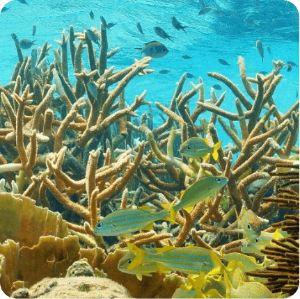 Up close underwater photo of coral and tropical fish.